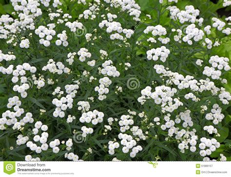 Scarica questa immagine gratuita di fiori bianchi piccoli dalla vasta libreria di pixabay di immagini e video di pubblico dominio. Piccoli Fiori Perenni Bianchi Del Cespuglio Immagine Stock - Immagine di scena, paesaggio: 51889157