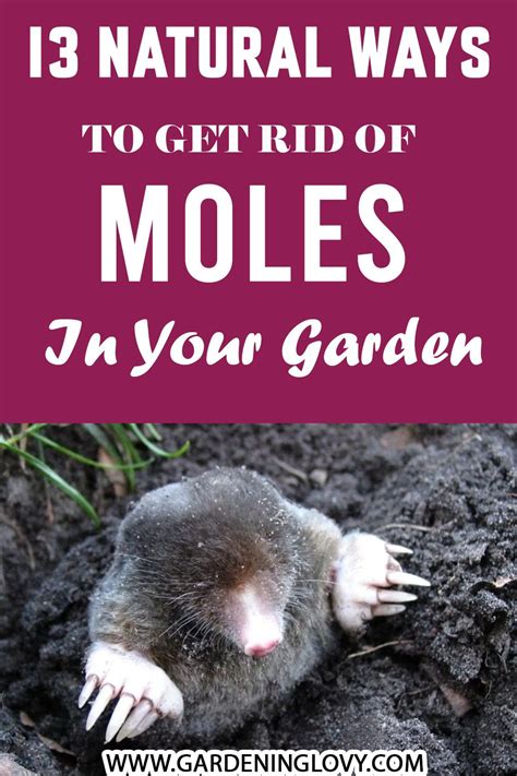 Garden Bugs Garden And Yard Flower Garden Mole Removal Yard Moles