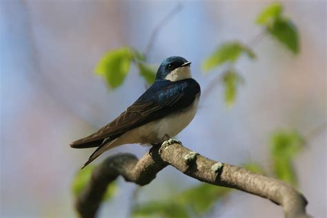 Tree Swallow Nest