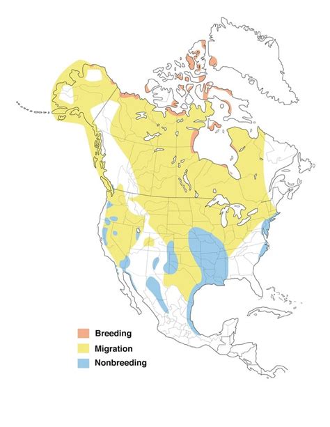 Canada Geese Migration Map