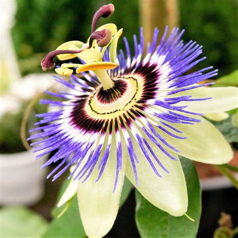 Passion Flower Blue Bouquet - Easy To Grow Bulbs