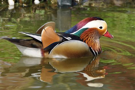 Duck Mandarin Ducks Aix Free Photo On Pixabay