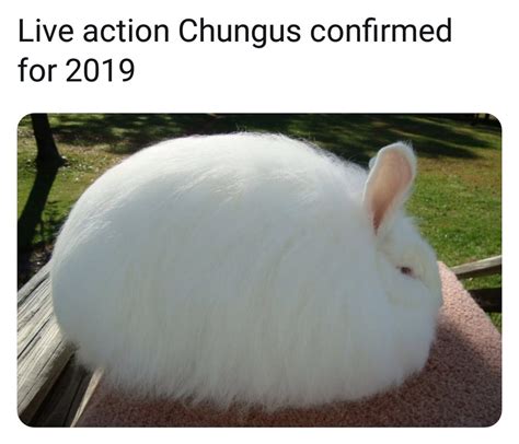 Live Action Chungus Confirmed For 2019 Big Chungus Know Your Meme