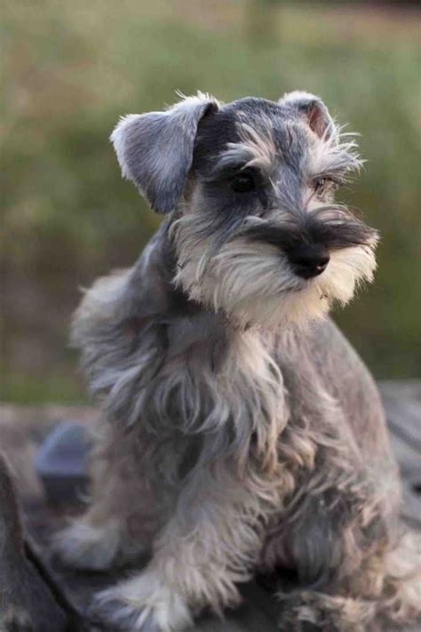 No puppies available at this. schnauzer | Miniature Schnauzers - Page 2 - For Sale Ads ...