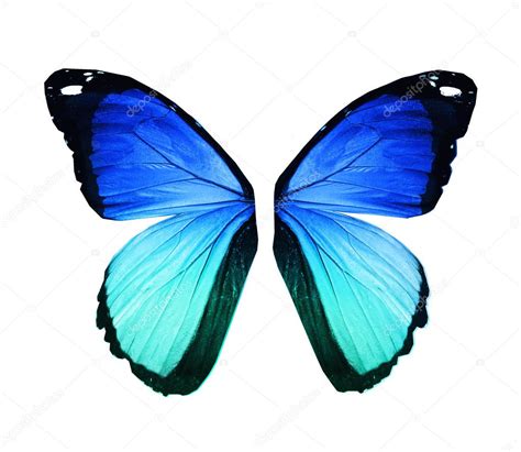 Morpho Blue Butterfly Wings Isolated On White — Stock Photo © Sun