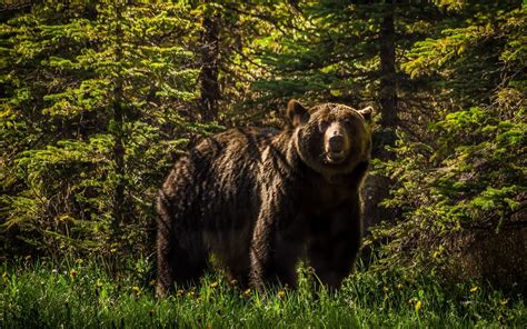 Online Crop Brown Bear Animals Bears Forest Nature Hd Wallpaper