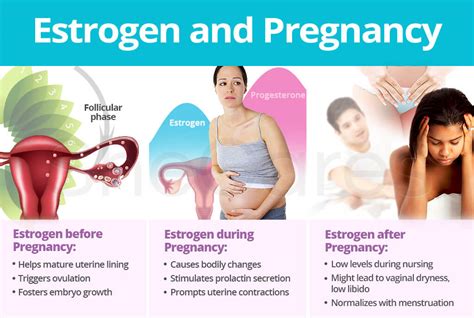 Estrogen And Pregnancy Shecares