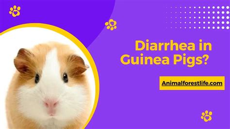 Whats Causing Diarrhea In Guinea Pigs Veterinarians Guide
