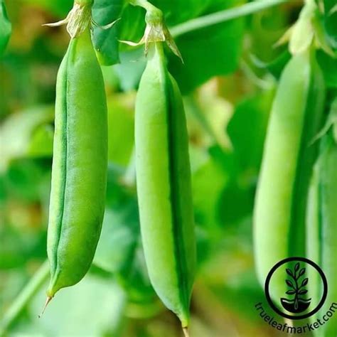 Growing Sugar Snap Peas Made Easy From Seed To Harvest Outdoor