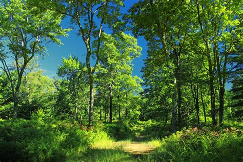 Free Images Tree Nature Path Wilderness Branch Hiking Trail