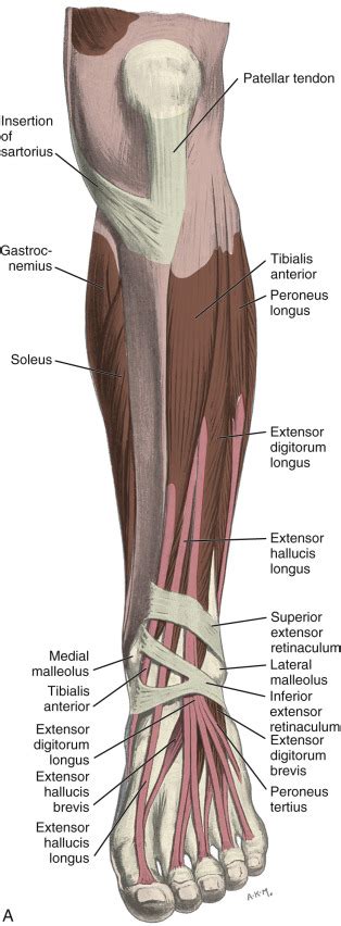 Ankle Foot And Lower Leg Ultrasound Radiology Key