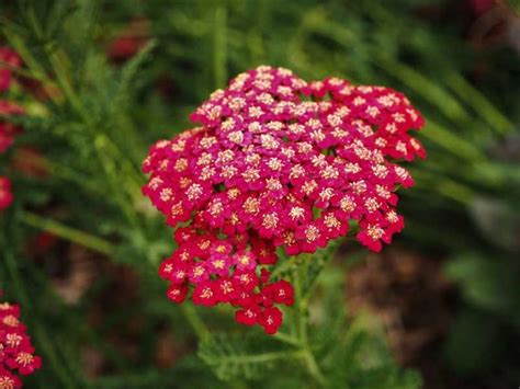 The List Of 14 Most Beautiful Red Flower Varieties This Season