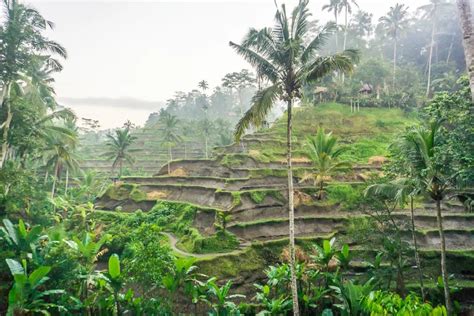 Visiting The Tegallalang Rice Terrace For Sunrise 17 Photos To Inspire You Escapes Etc