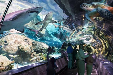 Ripleys Aquarium Of The Smokies Gatlinburg Tn 37738