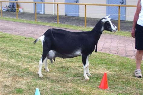 Sable Goat Goats And Goat Farming Te Ara Encyclopedia Of New Zealand