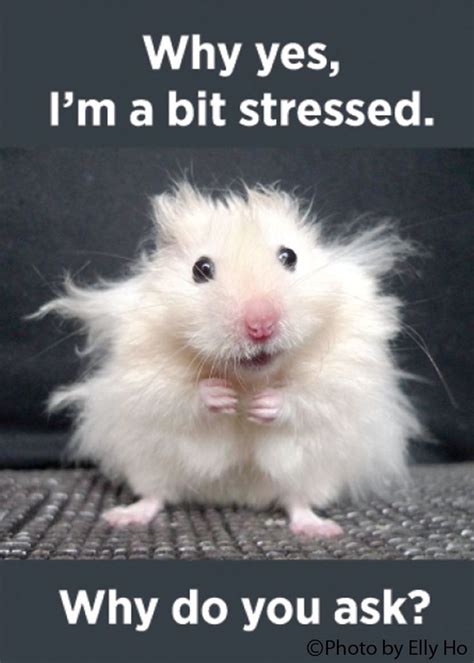 Why Yes Im A Bit Stressed Why Do You Ask Funnyanimals Cute