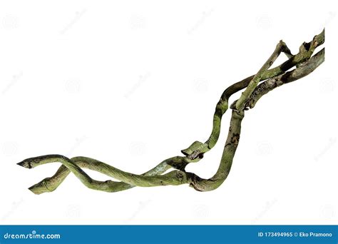 Spiral Twisted Jungle Tree Branch Vine Liana Plant Root Of The Tree