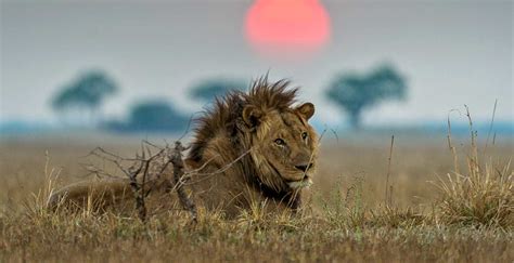 Best Places In Africa To See Lions In The Wild