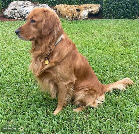 Stud Dog - Male Golden Retriever Pedigree - Breed Your Dog