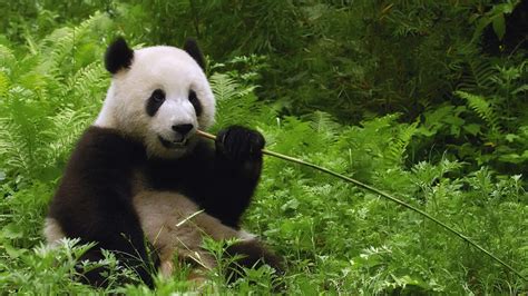 Find the best panda wallpaper on wallpapertag. Baby Panda Bear Wallpaper (57+ images)