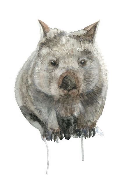 Wombat Watercolour Print Australian Wildlife Animal Illustration
