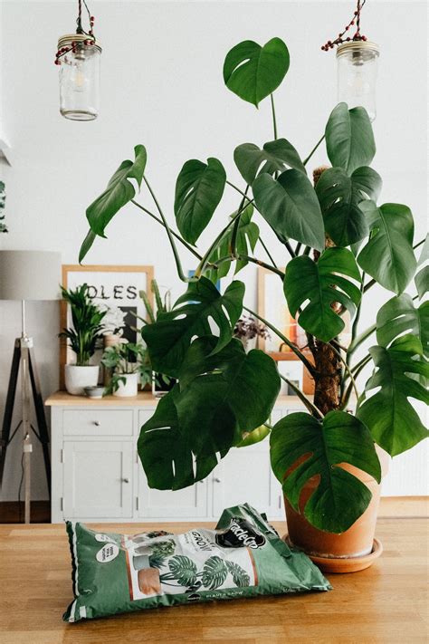 10 Ways To Style Your Indoor Space With Plants Flowers