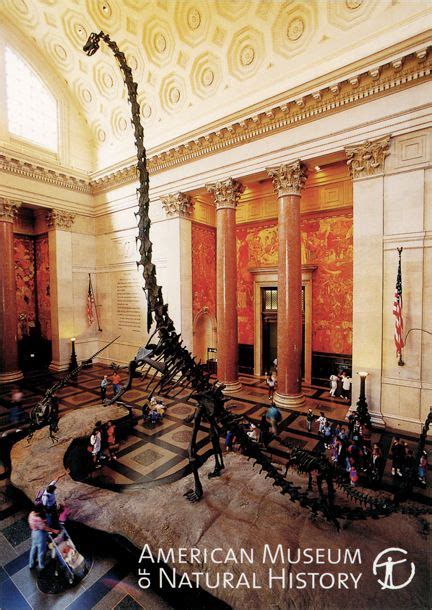 Postcard Of Barosaurus At The American Museum Of Natural History In New