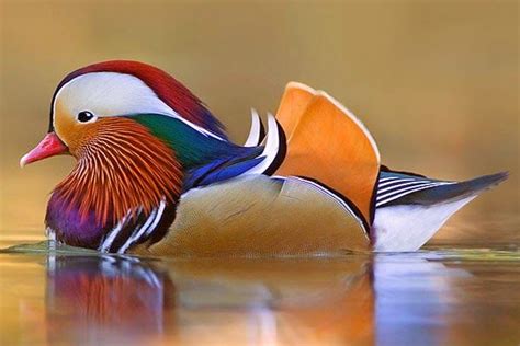 Mandarin Duck Top 10 Most Beautiful Birds In The World