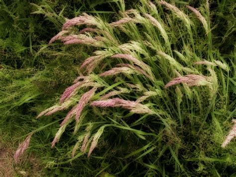 Pink Grass Free Photo Download Freeimages