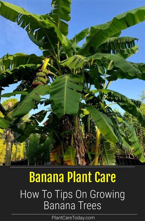 How To Plant A Banana Tree From A Seed