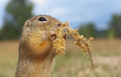 Eating Ground Squirrel Stock Photo Image Of Cute Eating 60805216