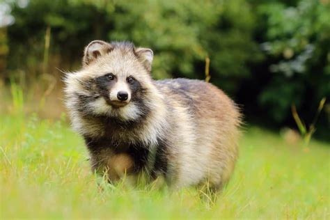 15 Animals Similar To Raccoons Naturenibble
