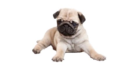 Pug Png Image Png All