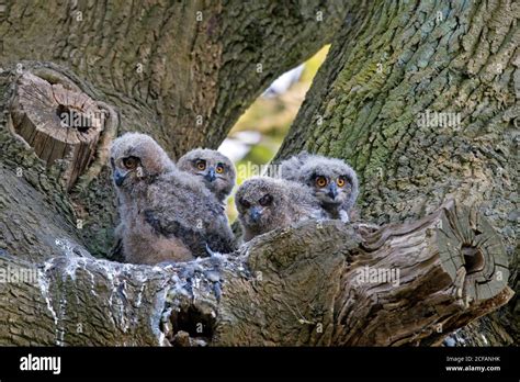 Eurasian Eagle Owl European Eagle Owl Bubo Bubo Four Chicks Inside