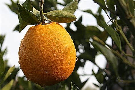 Orange Agrumes Tucson Arizona Photo Gratuite Sur Pixabay Pixabay