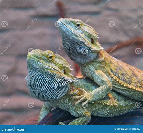 Bearded Agama Lat Pogona Barbata Stock Photo Image Of Claw Bright