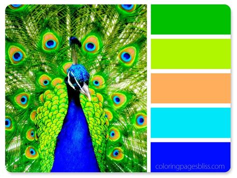 Nature Inspired Color Palettes