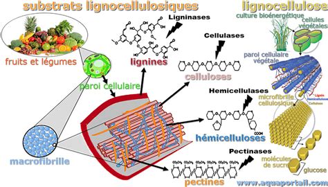 Lignocellulose Définition Et Explications