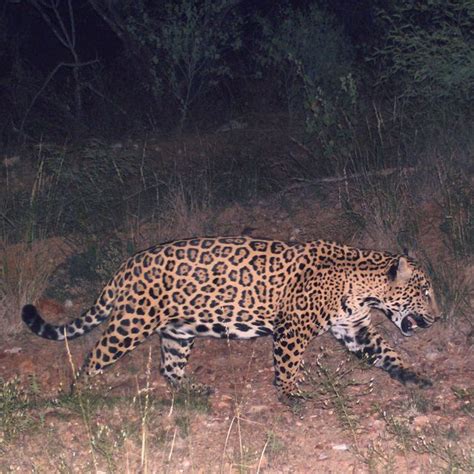 Leopard V Mexican Jaguar Page 41 Carnivora