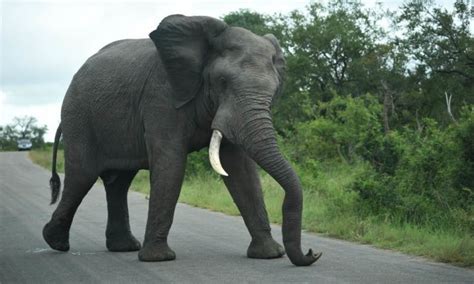 Elephant Bull Displays Full Musth Behaviour In Kruger National Park