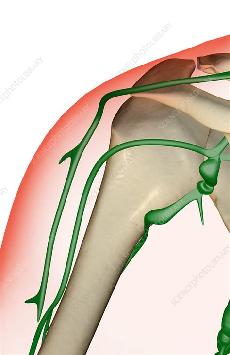 The Lymph Supply Of The Shoulder Stock Image F0014067 Science
