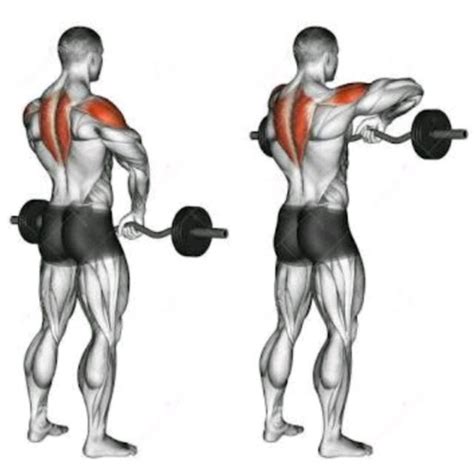 Barbell Upright Rows Exercise How To Workout Trainer By Skimble