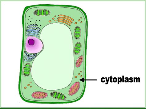 Ppt Plant Cell Structures And Functions Powerpoint Presentation Free