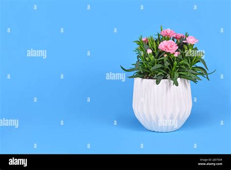 Pink Dianthus Flowers In Pot On Blue Background Stock Photo Alamy