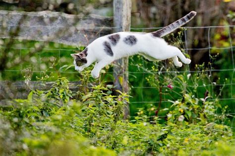 Katze Streunende Katzen Brauchen Hilfe Klaro Rhein Neckar Zeitung