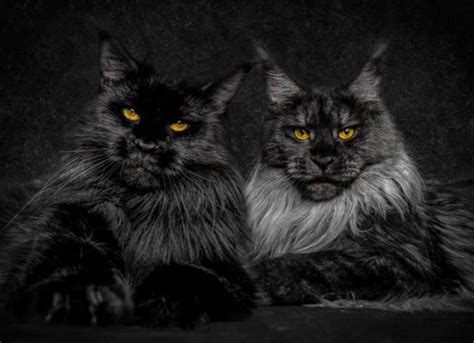 Black Maine Coon The Most Intriguing Cat In The World Petskb
