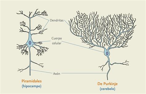 Esquema De La Neurona ¡fotos And Guía 2024