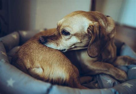 What Causes Dogs To Itch Constantly
