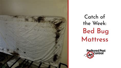 A mattress cover will encase your mattress and, separately, your box spring. Severe Local Bed Bug Infestation