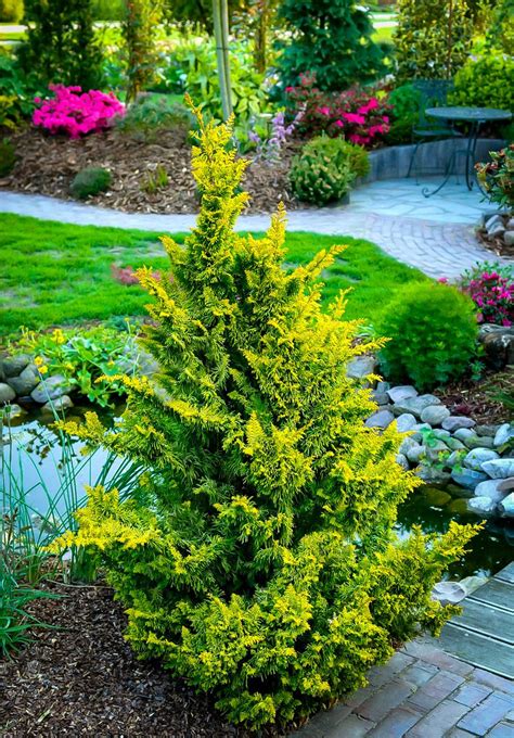 Dwarf Japanese Evergreen Trees Okejely Garden Plant
